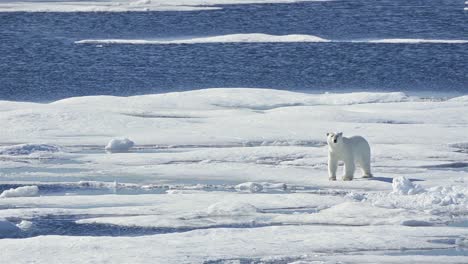 Polar-bear-standing-up-on-sea-ice-in-Prince-Regent-Inlet-near-Baffin-Island-in-Nunavut-Canada
