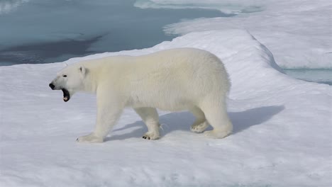 Close-up-of-a-polar-bear-walking-on-sea-ice-in-Prince-Regent-Inlet-near-Baffin-Island-in-Nunavut-Canada