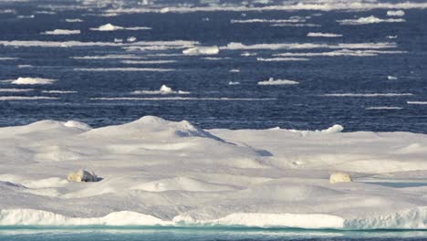 Polar-bear-sow-and-clubs-sleeping-on-sea-ice-in-the-heat-near-Baffin-Island-in-Nunavut-Canada