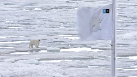 -A-polar-bear-on-the-sea-ice-and-the-ship's-polar-bear-flag-in--Bjornsundet-on-Spitsbergen-in-the-Svalbard-archipelago-Norway