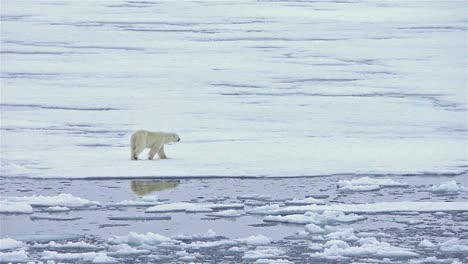 Polar-bear-reflection-on-the-sea-ice--in-Bjornsundet-on-Spitsbergen-in-the-Svalbard-archipelago-Norway