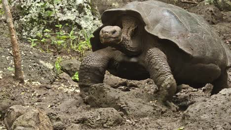 Endemische-Galapagos-Riesenschildkröte-Im-El-Chato-Schildkrötenreservat-Auf-Der-Insel-Santa-Cruz-Auf-Den-Galapagos-Ecuador