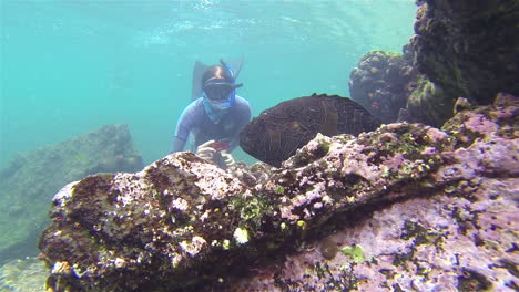 A-tourist-diver-approaches-a-hawkfish-resting-along-a-coral-reef-underwater