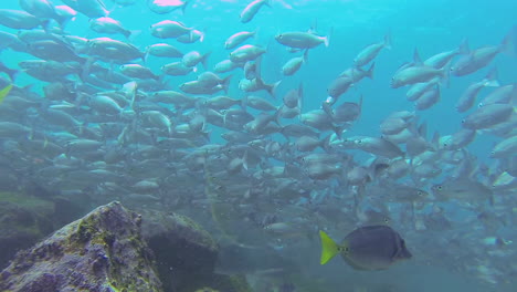 Unterwasseraufnahme-Von-Weißen-Selema-Meisterfischen-Um-Ein-Korallenriff