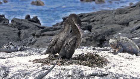 Flugunfähige-Kormorane-Sitzen-Auf-Ihren-Nestern-Und-Ziehen-Ihre-Jungen-An-Der-Küste-Der-Galapagos-Inseln-Ecuador-Auf