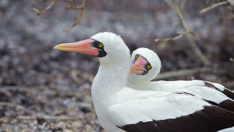A-pair-of-Nazca-boobie-birds-engage-in-a-courtship-mating-ritual-dance