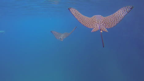 Two-beautiful-rays-swim-underwater-in-the-Galapagos-Islands
