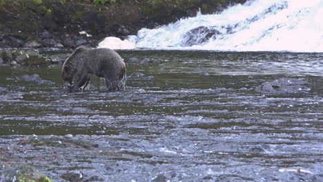 An-Alaskan-bear-catches-salmon-in-a-river