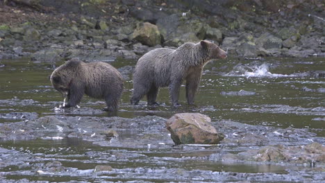 Alaskan-bear-and-cub-catch-salmon-in-a-river-in-Alaska