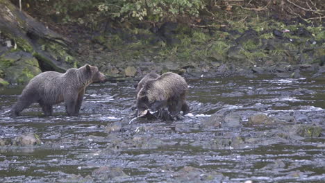 Alaskan-bear-and-cub-catch-salmon-in-a-river-in-Alaska-1