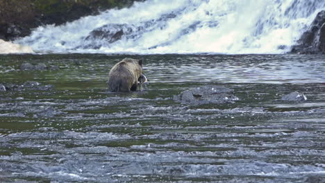 An-Alaskan-bear-catches-salmon-in-a-river-1