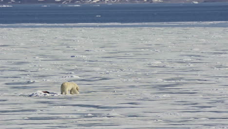 Ein-Eisbär-Kämpft-Auf-Einer-Schmelzenden-Eisscholle-Aufgrund-Der-Auswirkungen-Der-Menschengemachten-Globalen-Erwärmung