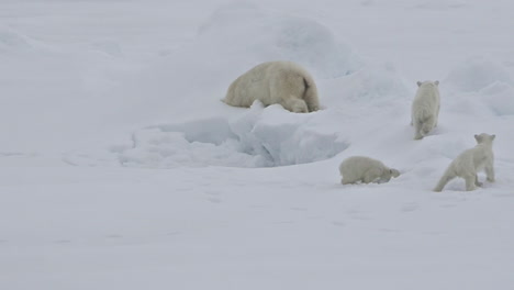 Ein-Eisbär-Und-Babybabys-Kämpfen-Auf-Einer-Eisscholle,-Da-Die-Globale-Erwärmung-Den-Meereisspiegel-Beeinflusst