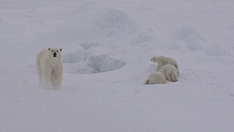 Ein-Eisbär-Und-Babybabys-Kämpfen-Auf-Einer-Eisscholle,-Da-Die-Globale-Erwärmung-Den-Meereisspiegel-Beeinflusst-1