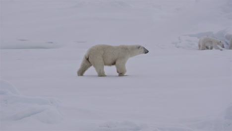 Ein-Eisbär-Und-Babybabys-Kämpfen-Auf-Einer-Eisscholle,-Da-Die-Globale-Erwärmung-Den-Meereisspiegel-Beeinflusst-3
