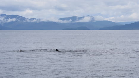 Orcas-Retozan-En-Las-Aguas-De-La-Costa-De-Alaska