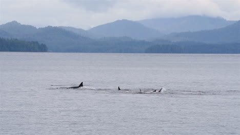 Killerwale-Tummeln-Sich-In-Den-Gewässern-Vor-Der-Küste-Von-Alaska-1