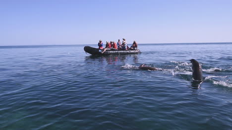 Los-Turistas-En-Un-Zodíaco-Ver-Leones-Marinos-Nadando-Y-Saltando-Del-Océano-En-Baja-California,-México