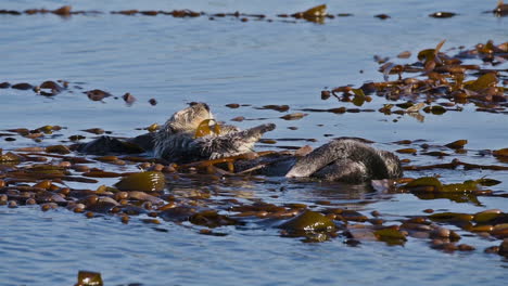 Las-Nutrias-Marinas-Cuidan-Y-Se-Frotan-Con-Algas-En-Sus-Espaldas-Flotando-En-El-Mar.