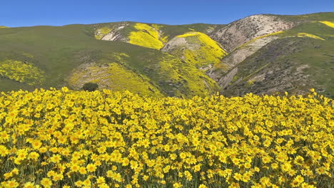 Carrizo-Plain-Daisy-Kalifornien-Wildblumenblüte-Schwenken-Nach-Links