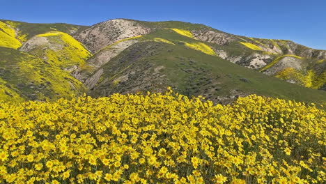 Carrizo-Plain-Daisy-California-Wildflower-Bloom-Panning-Shot-Pan