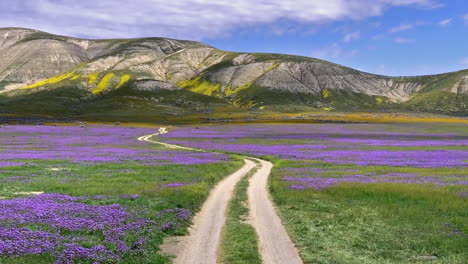 Carrizo-Plain-Temblor-Range-and-road-purple-wildflowers-point-of-view-California-superbloom