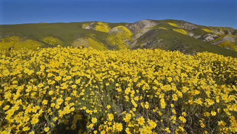 Carrizo-Plain-California-Daisy-Wildflowers-Superbloom-Und-Junges-Mädchen-Fotograf-Nach-Rechts-Schwenken