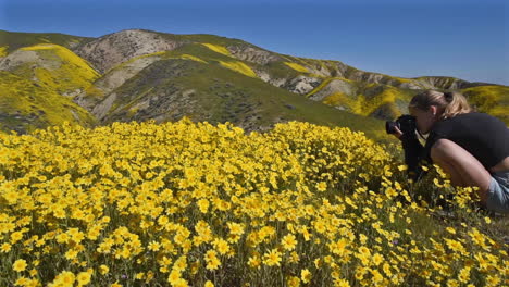 Carrizo-Plain-California-Daisy-Flores-Silvestres-Superfloración-Y-Joven-Fotógrafo-Panorámica-Derecha-1