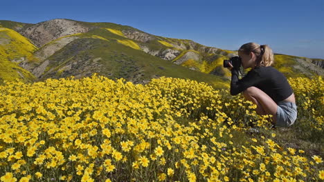 Carrizo-Plain-California-Daisy-Wildflowers-Superbloom-Und-Junges-Mädchen-Fotograf-Schwenkt-Rechts-2