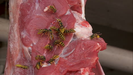 Wasps-cluster-on-a-piece-of-meat-hanging-in-a-butchers-shop-in-Kabul-Afghanistan