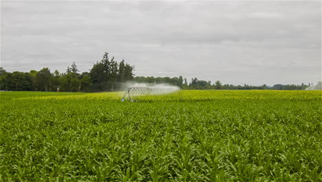 An-aerial-over-a-sprinkler-system-watering-an-agricultural-field