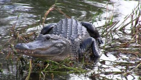 Alligatoren-In-Den-Everglades-Florida