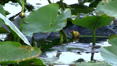 An-alligator-glides-through-foliage-in-the-Everglades-Florida