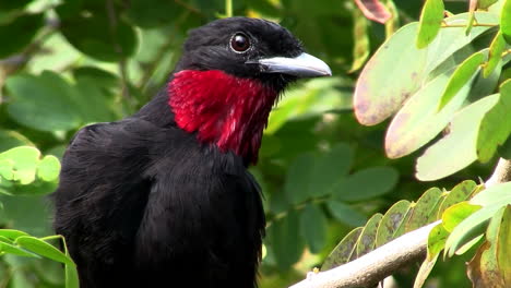 Pájaro-De-Los-Everglades-De-Garganta-Roja