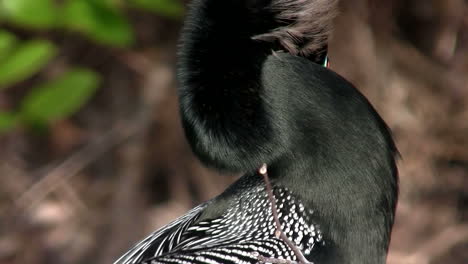 Un-Hermoso-Pájaro-Negro-En-Los-Everglades