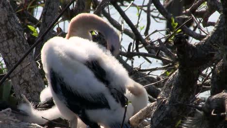 Beautiful-white-birds-nesting-in-the-Everglades-1