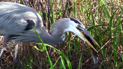 Un-Pájaro-Atrapa-Y-Come-Un-Pez-En-Un-Pantano-De-Los-Everglades