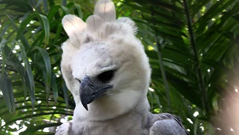 A-harpy-eagle-largest-of-world's-eagles-peers-out-from-the-jungle