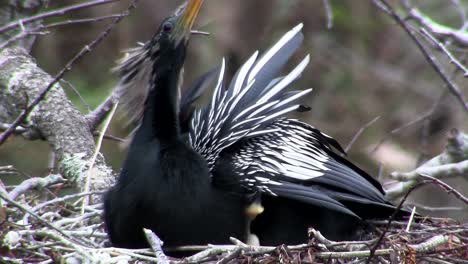 Ein-Männlicher-Anhinga-Vogel-In-Seinem-Nest-In-Florida