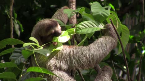 A-sloth-eats-in-a-tree