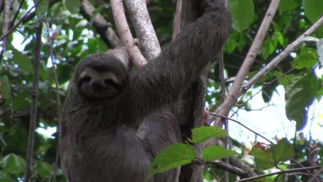 A-sloth-eats-in-a-tree-2