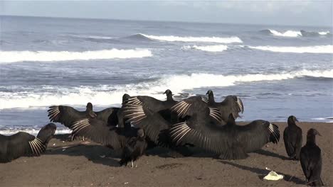 Black-vultures-spread-their-wings-in-front-of-the-ocean