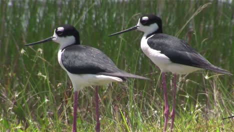 Black-necked-stilts-stand-in-a-wetland-area