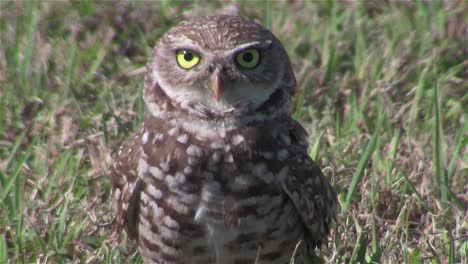 A-burrowing-owl-looks-around