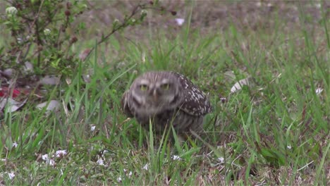 A-burrowing-owl-looks-around-2