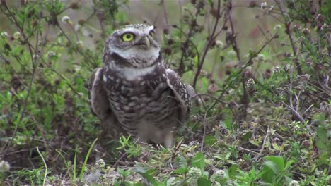 A-burrowing-owl-looks-around-3