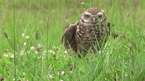 A-burrowing-owl-looks-around-4