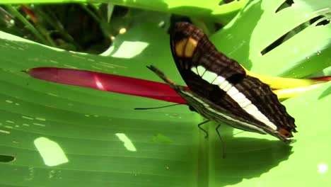 A-butterfly-spreads-its-wings-on-a-green-leaf