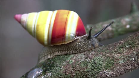 A-tree-snail-moves-along-a-branch