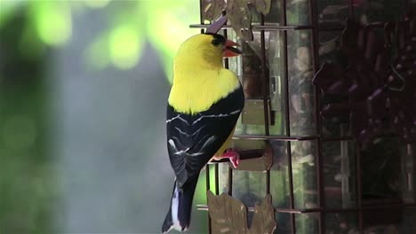 A-goldfinch-at-a-bird-feeder